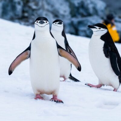 Chinstrap penguins on Two Hummock Island off the Antarctic Peninsula
