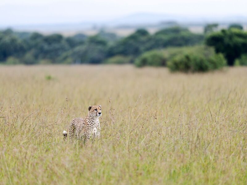 A solitary cheetah prowls the expansive grasslands of the Kenyan savanna.