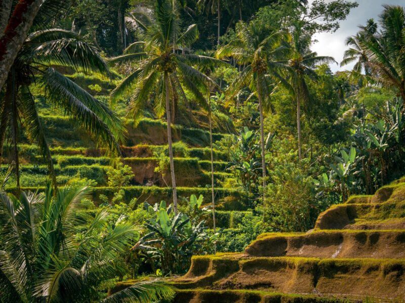 Explore the vibrant rice terraces of Ubud, Bali, framed by towering palm trees in a tropical paradise.