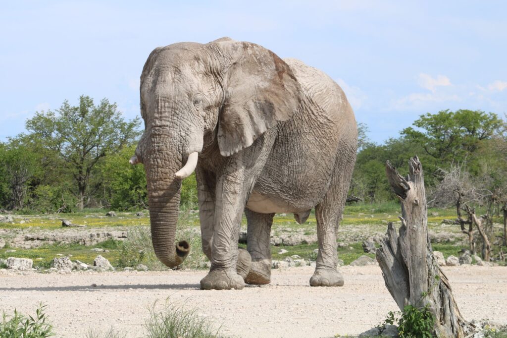 An African elephant stands gracefully in a lush safari landscape showcasing wildlife's natural beauty.