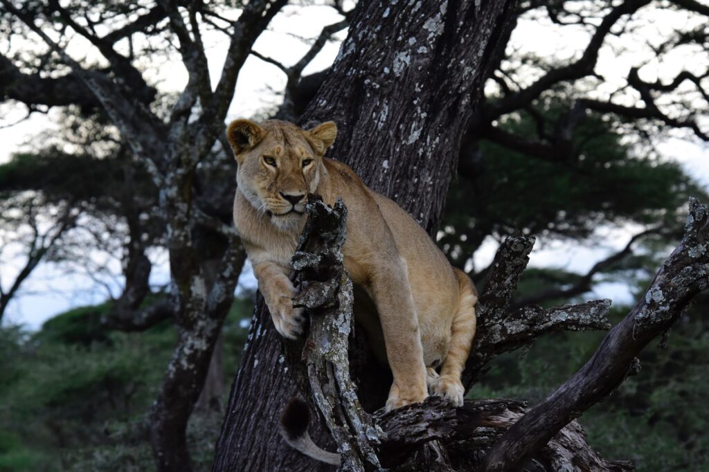 A majestic lioness rests on a tree branch in the wild African savanna.