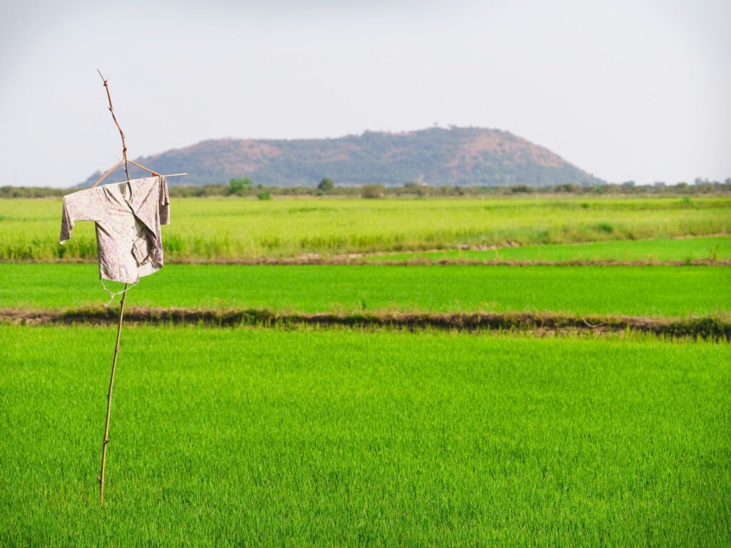 A vibrant green rice field in Cambodia with a simple scarecrow and distant hills under a clear sky.