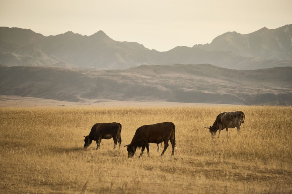 Cows graze peacefully in the golden fields of Kazakhstan, backdropped by rolling mountains.