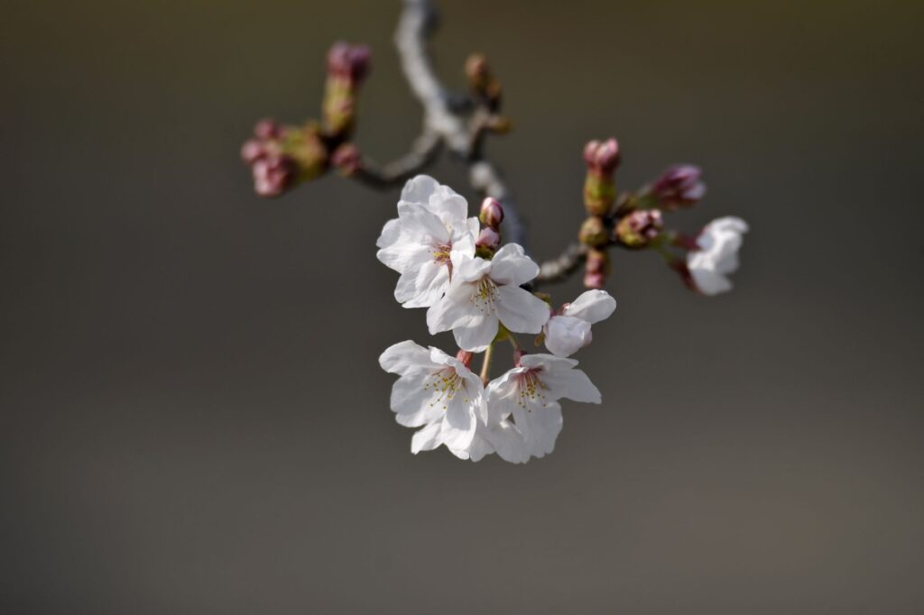 Beautiful cherry blossoms blooming on a branch, showcasing spring in Japan.