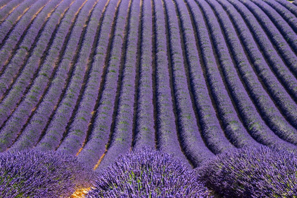 Vibrant purple lavender fields stretch across Provence, showcasing nature's beauty.