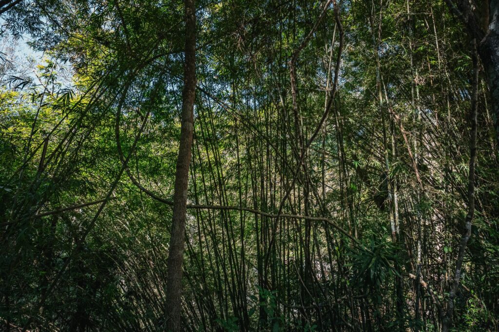 Serene bamboo forest in Thailand, showcasing nature's beauty and tranquility.
