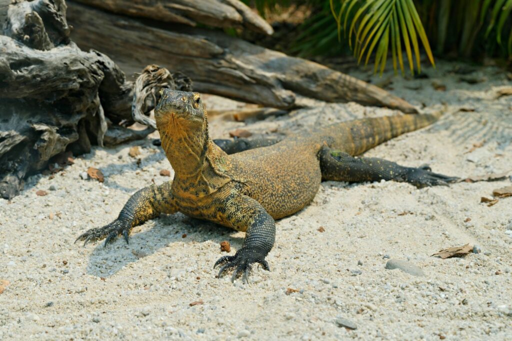 A Komodo dragon resting on sandy ground amid tropical surroundings.
