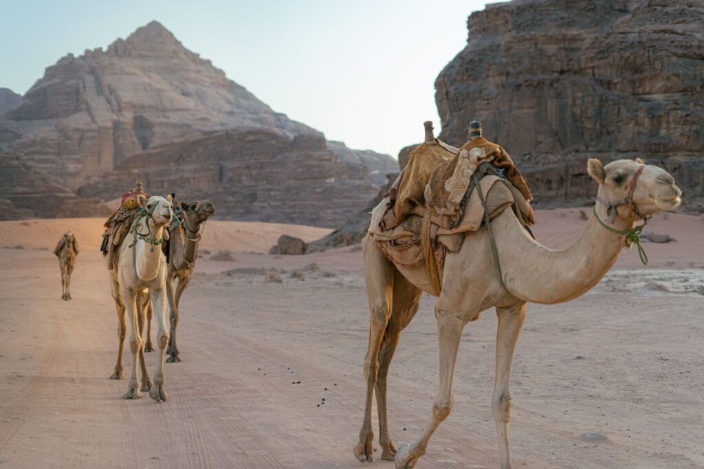 A camel caravan traversing Wadi Rum's stunning desert landscape in Jordan.