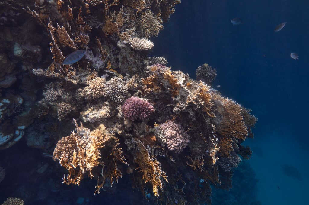 Explore the colorful coral reef underwater in Marsa Alam, Egypt's Red Sea.