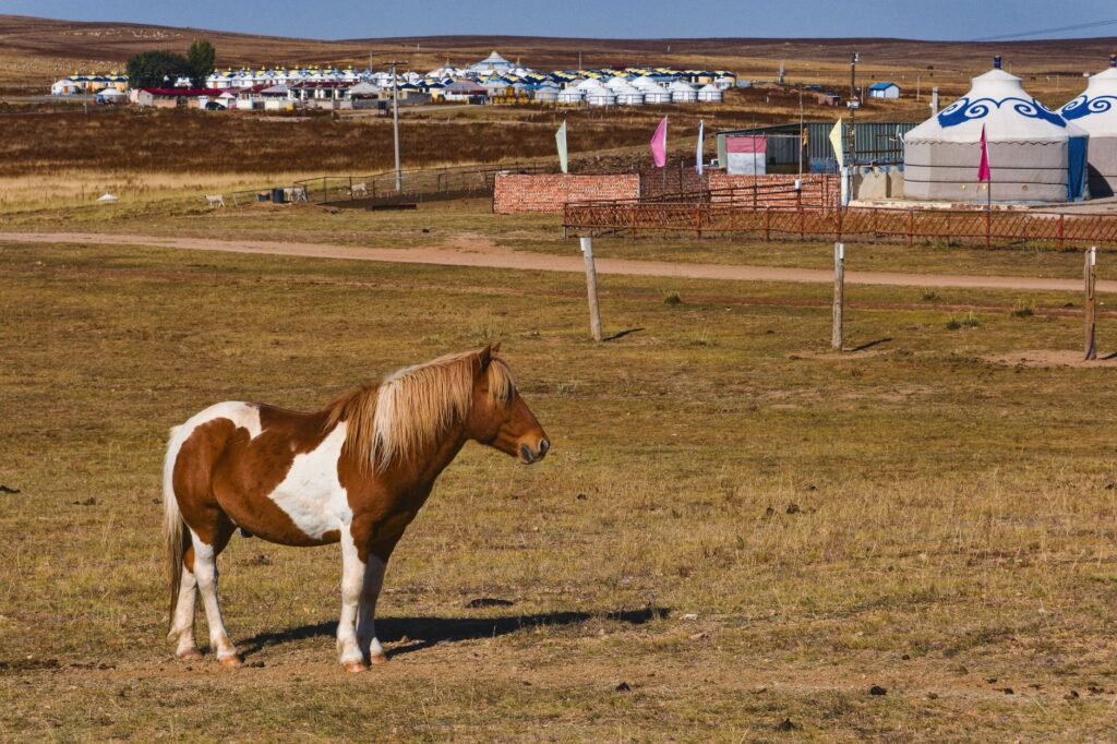 A horse grazes peacefully in the rural landscape of Inner Mongolia, China, near traditional yurts.