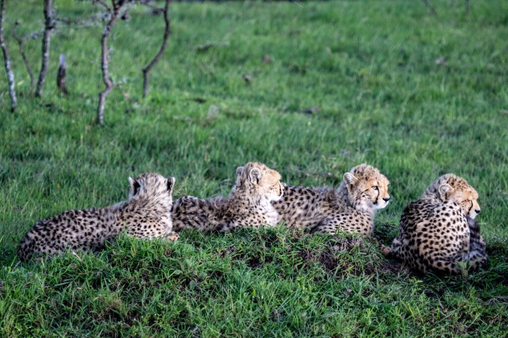 A group of cheetah cubs lying together on lush green grass in a wildlife setting.