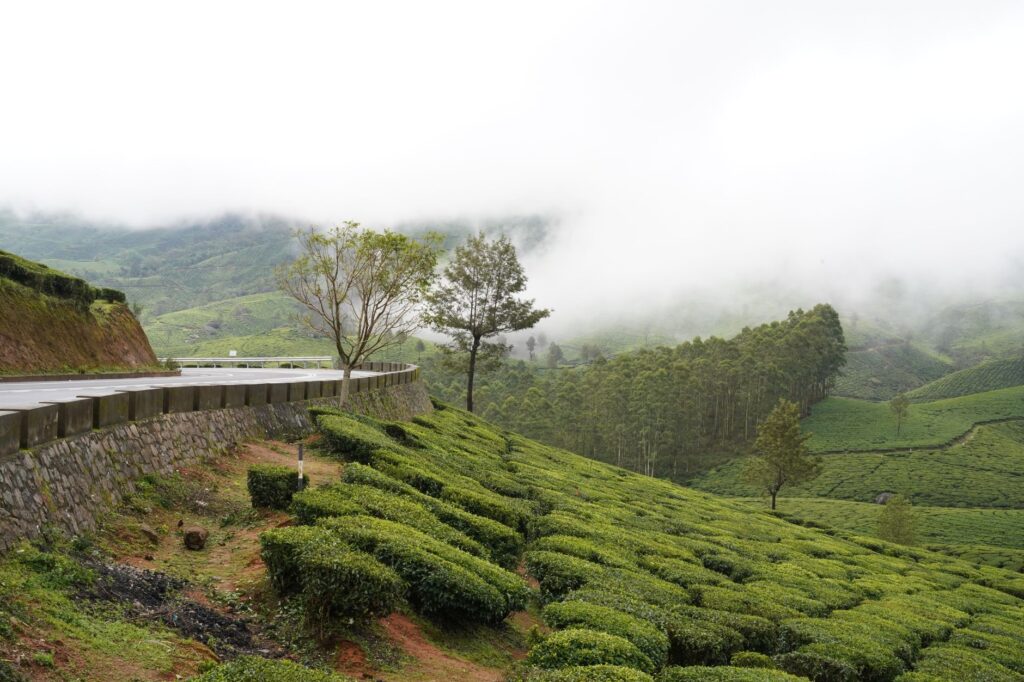 Explore the lush tea plantations and misty landscapes of Munnar, Kerala, India.