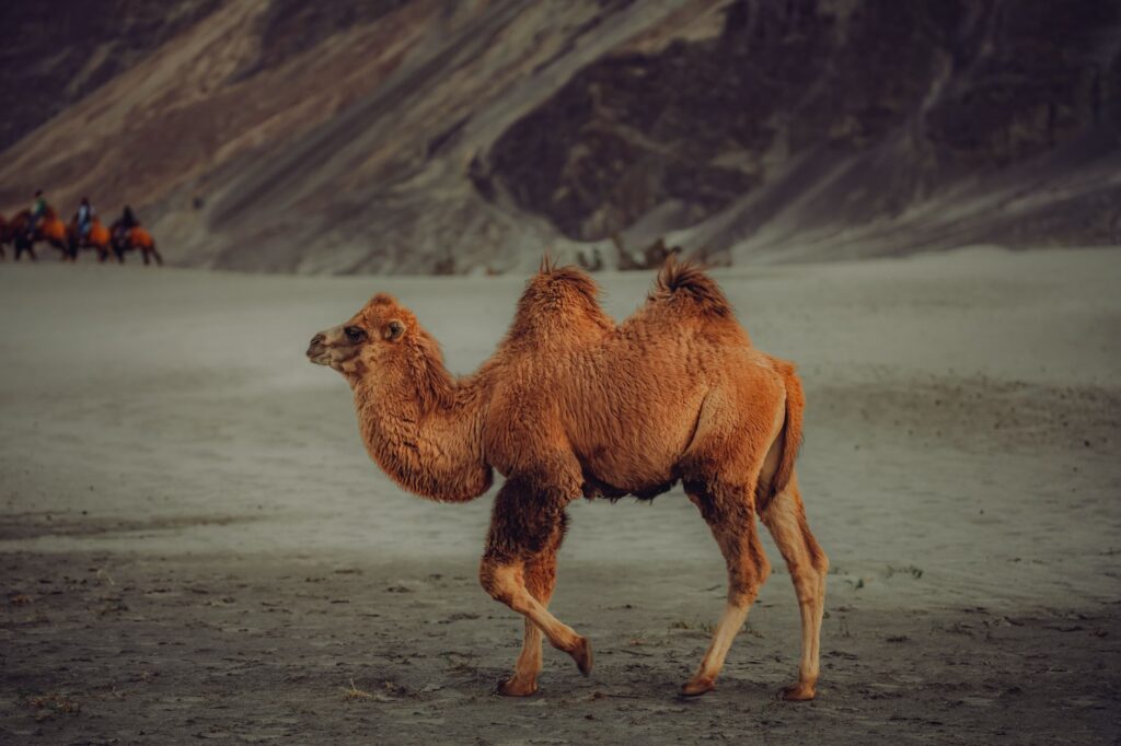 A Bactrian camel walking alone in a desert landscape with distant camels and riders visible.