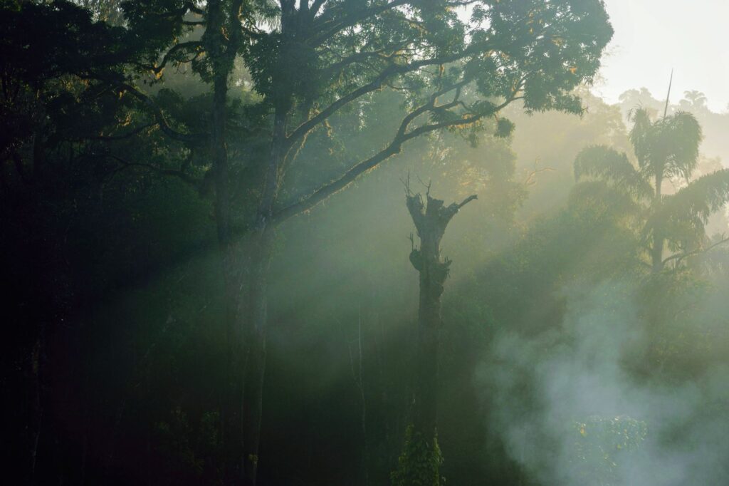 Sun rays pierce through mist in a serene forest scene capturing nature's tranquility.