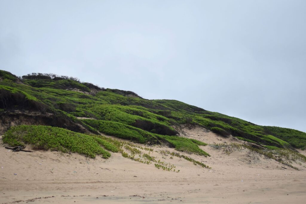 Lush green sand dunes on a beach with an overcast sky, creating a serene natural landscape.