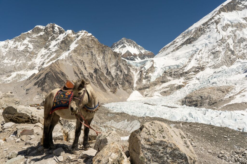 Yak standing on rocky terrain with snowy Himalayan peaks in the background under a clear blue sky.