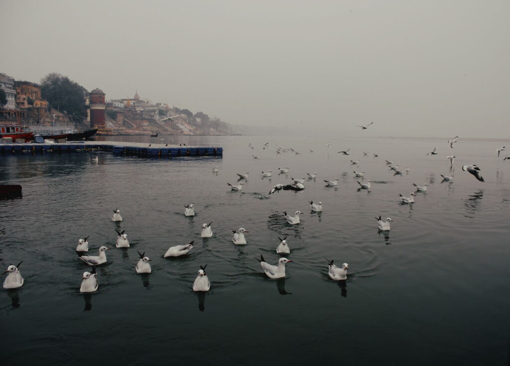 A serene view of seagulls floating on the Ganges River in Varanasi, India during a misty day.