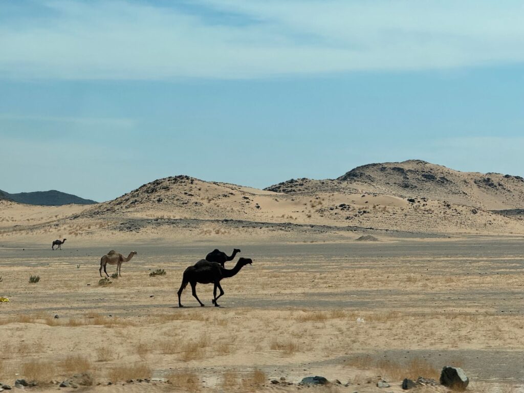 Camels walking through a desert landscape near Riyadh, showcasing natural beauty.