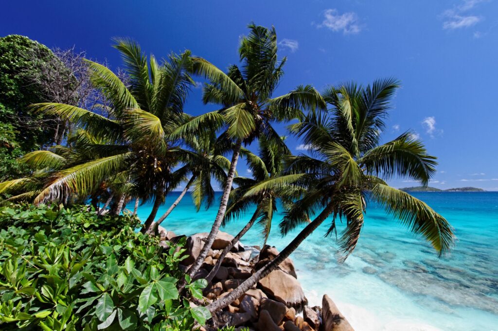 Lush tropical beach in La Digue, Seychelles with coconut palms and turquoise ocean.