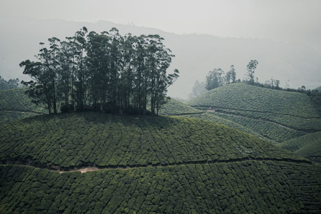 Aerial view of verdant tea plantations in Munnar, Kerala, India during daytime.