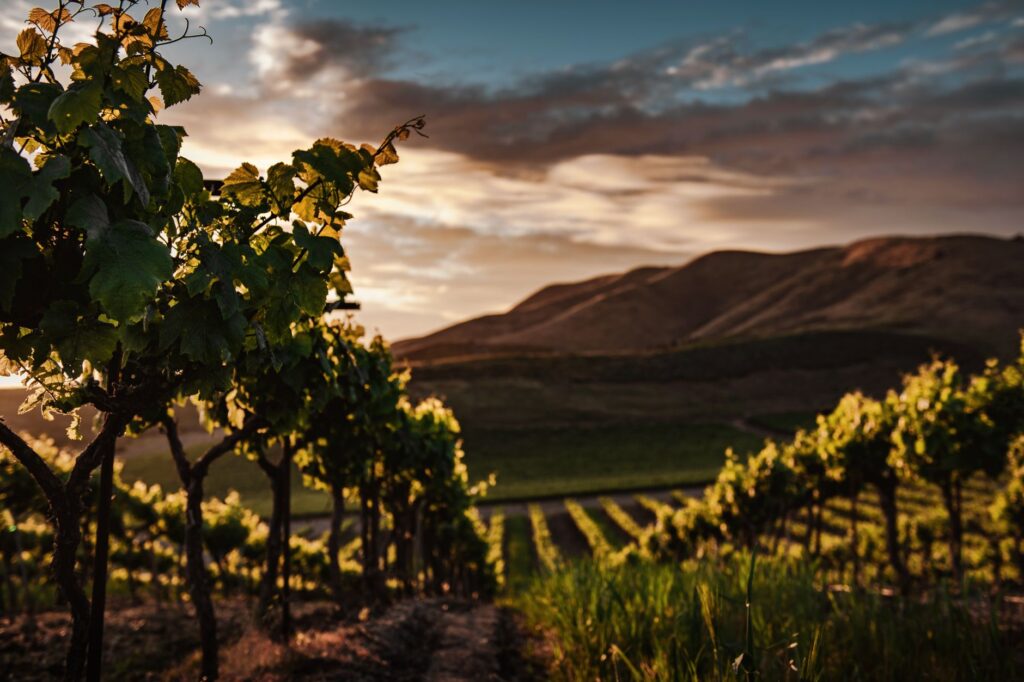 Beautiful vineyard at sunset in Santa Maria, CA with lush grapevines against rolling hills.