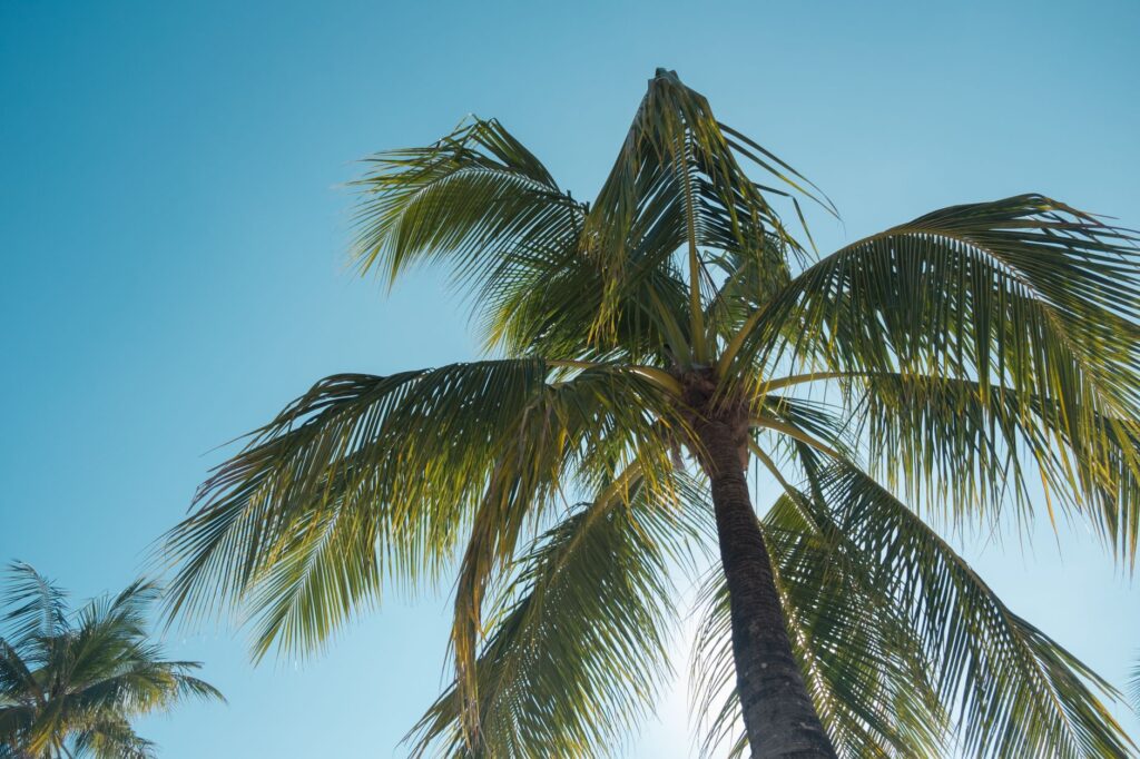 Low angle view of a palm tree silhouetted against a clear blue sky, evoking a tropical and serene mood.