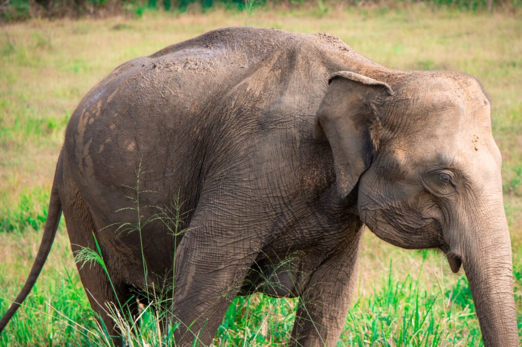 Close-up of an Asian elephant grazing in the lush grasslands of Sri Lanka's Maduru Oya.