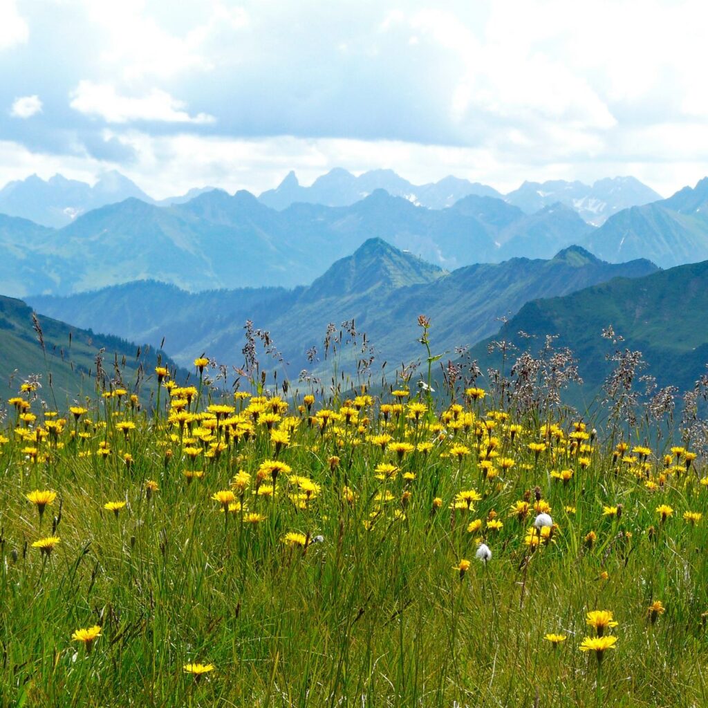 Yellow wildflowers bloom in an alpine meadow with a scenic mountain backdrop under a cloudy sky.
