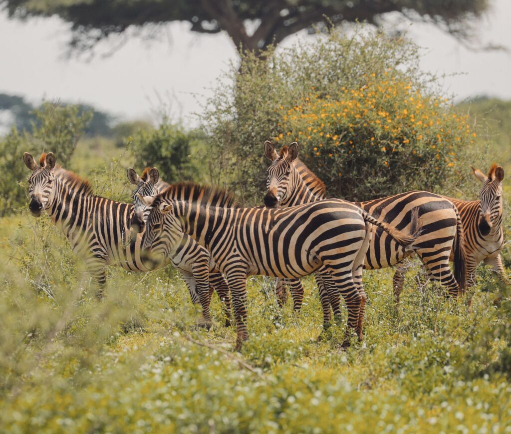 Zebras in the wild