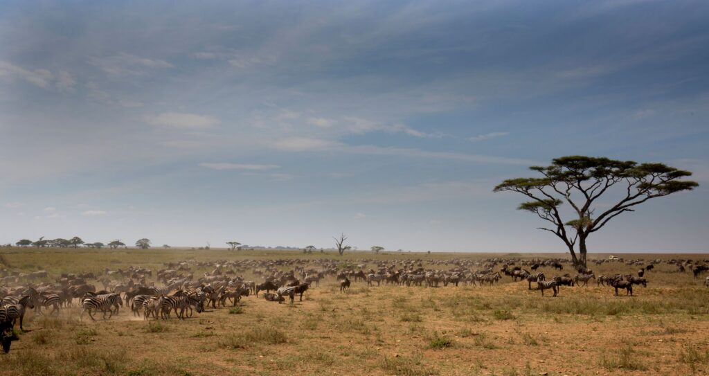 A herd of zebras roaming the vast Serengeti plains under a clear blue sky, showcasing African wildlife.
