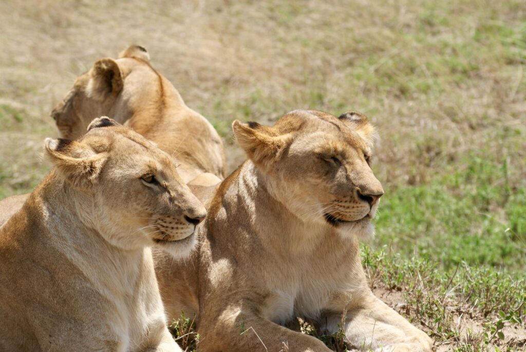 Three lionesses relaxing in the sunlight on the African savanna, showcasing wildlife beauty.