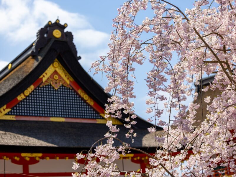 Beautiful cherry blossoms frame a traditional Japanese temple in springtime, highlighting cultural beauty.