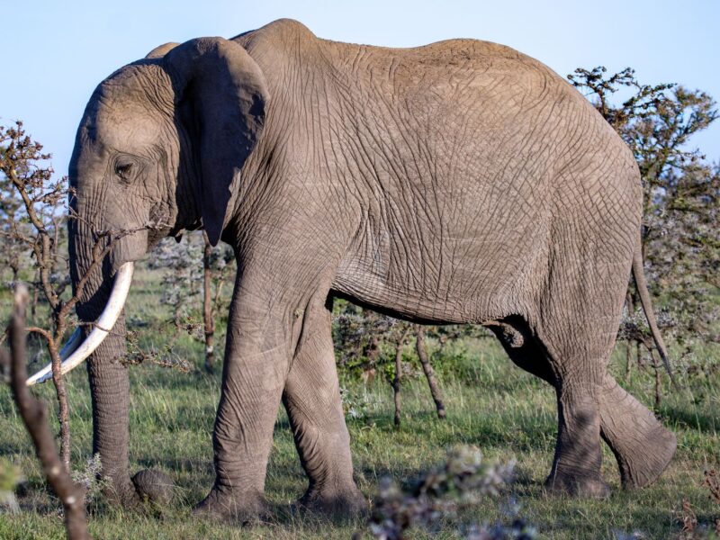 Close-up of an African elephant walking in Kenya's lush savannah, showcasing its natural habitat.