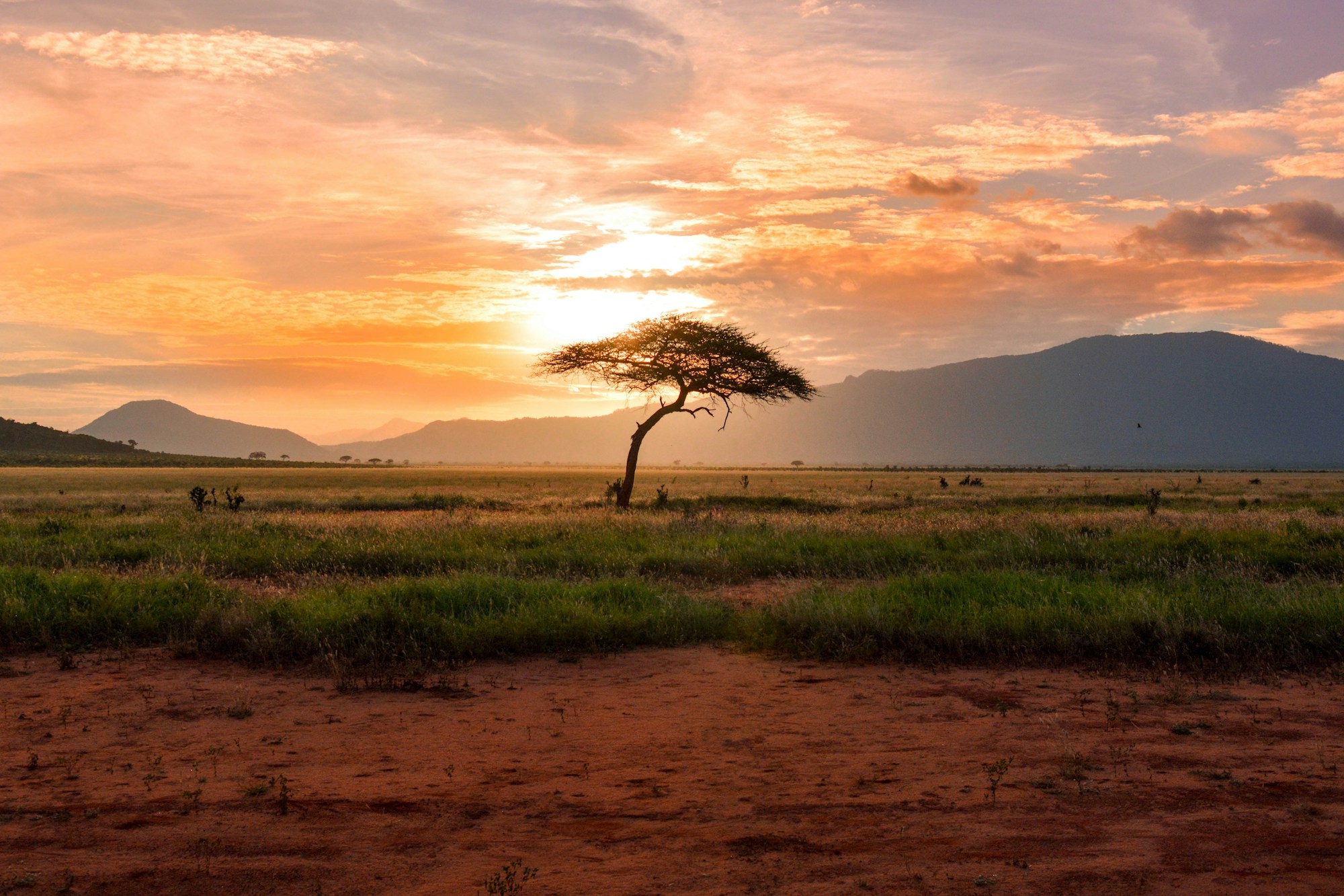 A lion in golden afternoon light in the Sabi Sands