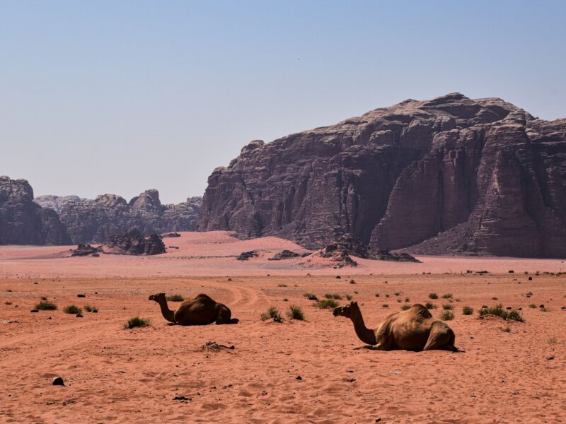 Two camels resting in the arid landscape of Wadi Rum desert with rocky formations.